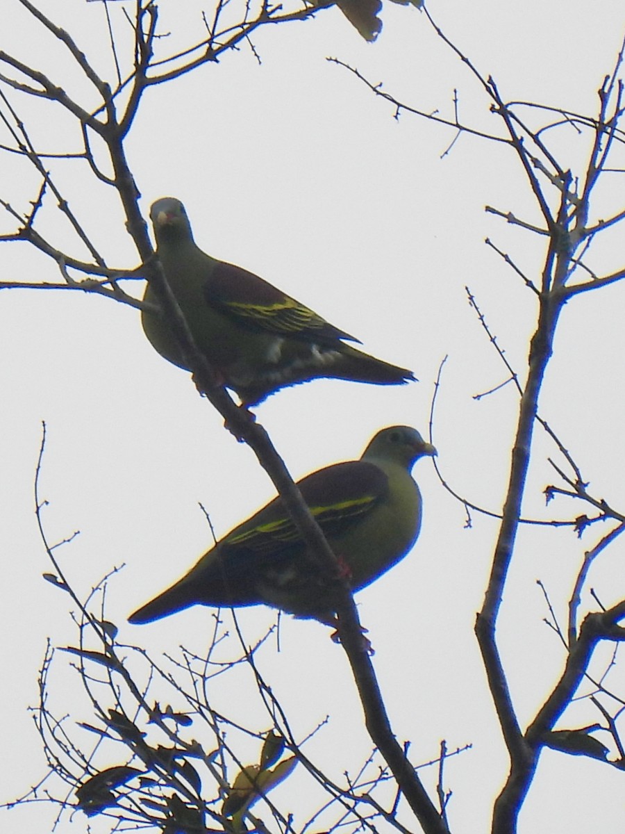 Thick-billed Green-Pigeon - ML610990762