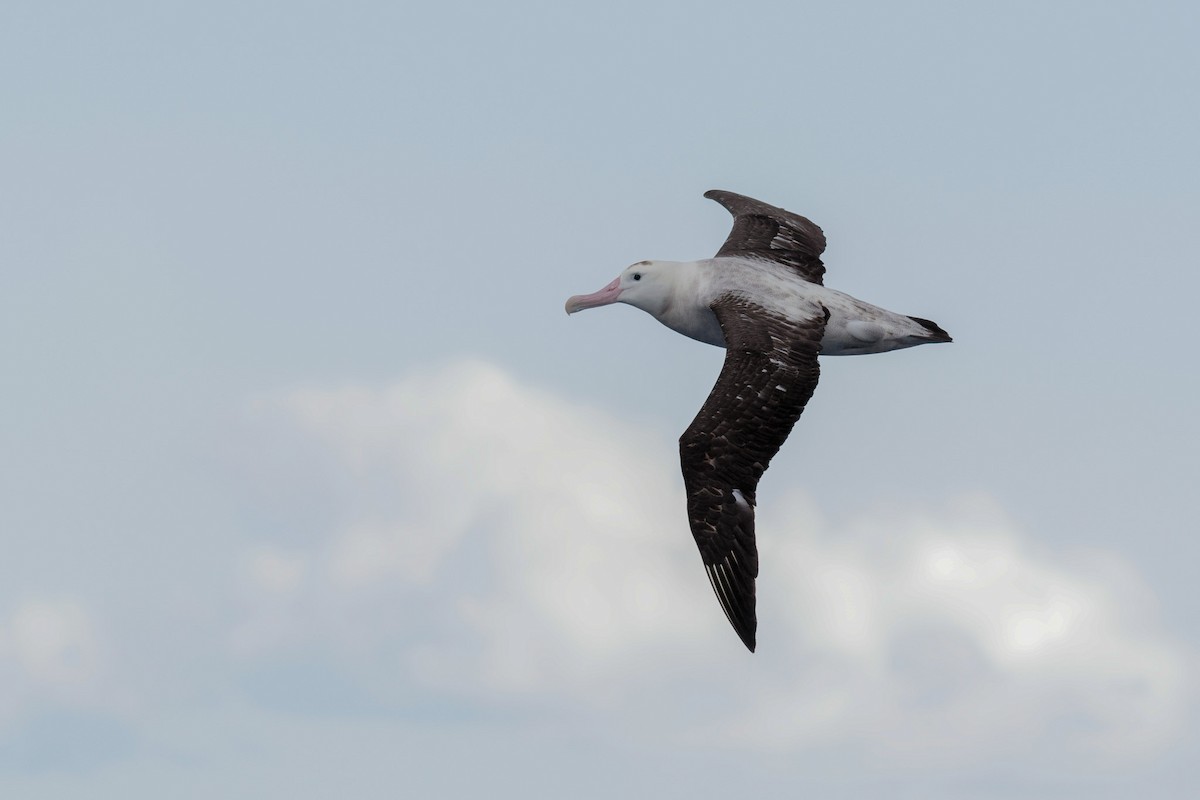 Albatros hurleur, A. de Tristan da Cunha ou A. des Antipodes - ML610990826