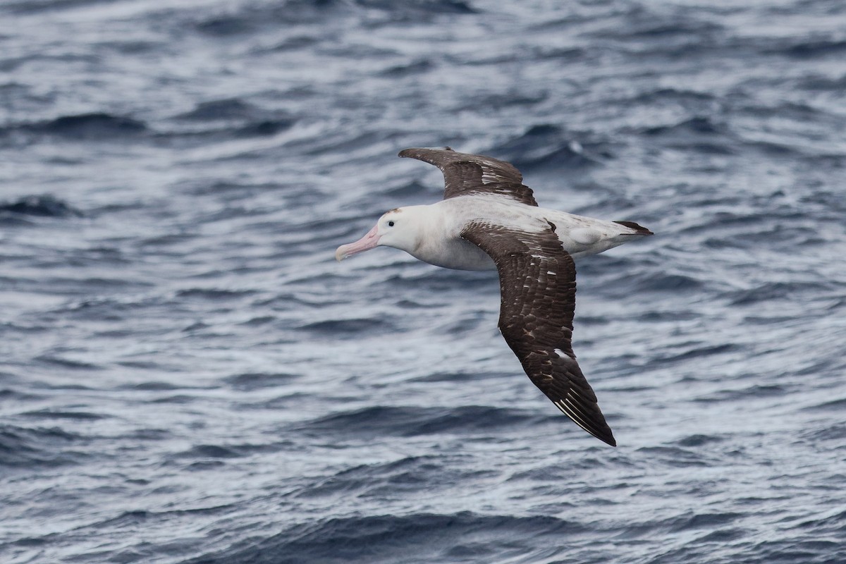 Albatros hurleur, A. de Tristan da Cunha ou A. des Antipodes - ML610990827