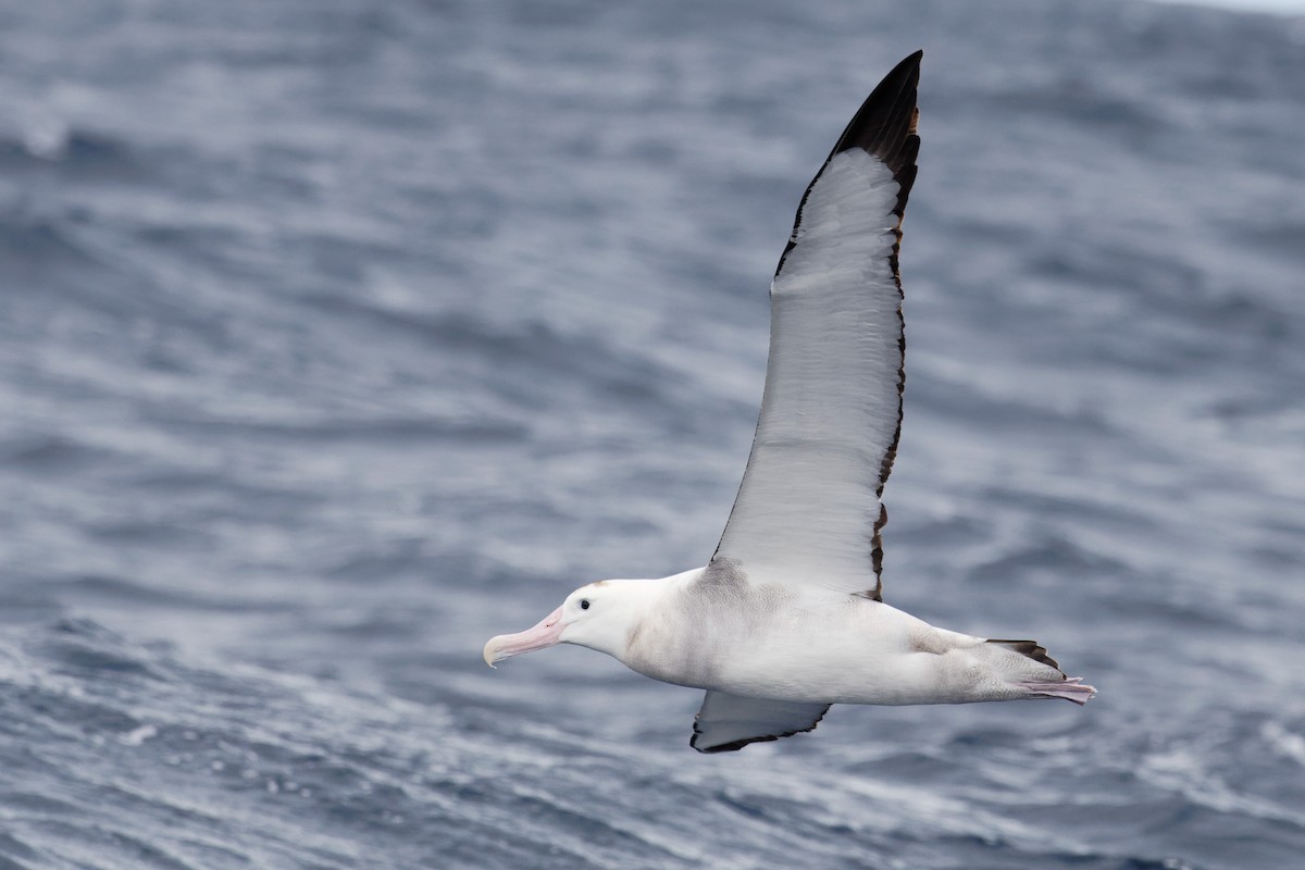 Albatros hurleur, A. de Tristan da Cunha ou A. des Antipodes - ML610990836