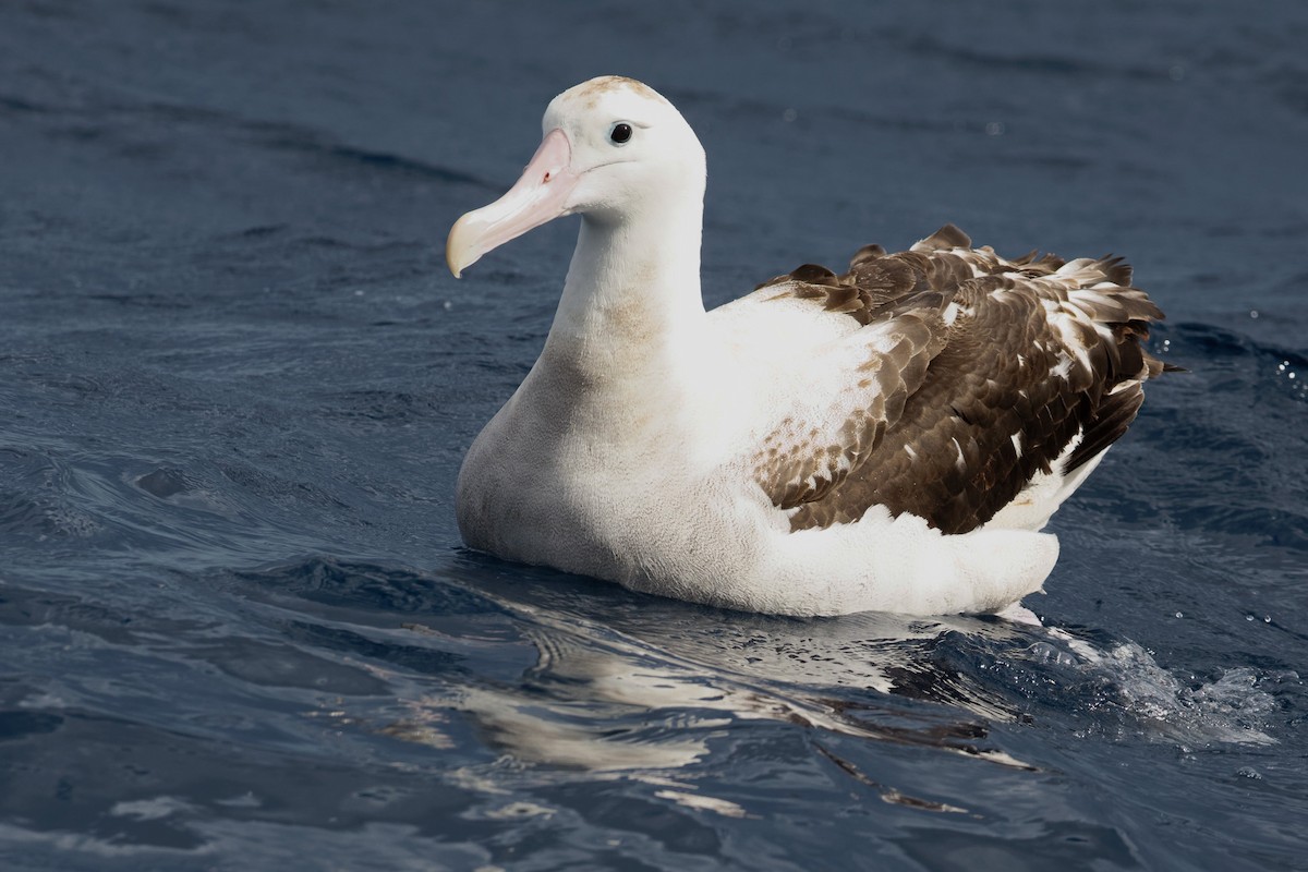 Albatros hurleur, A. de Tristan da Cunha ou A. des Antipodes - ML610990837