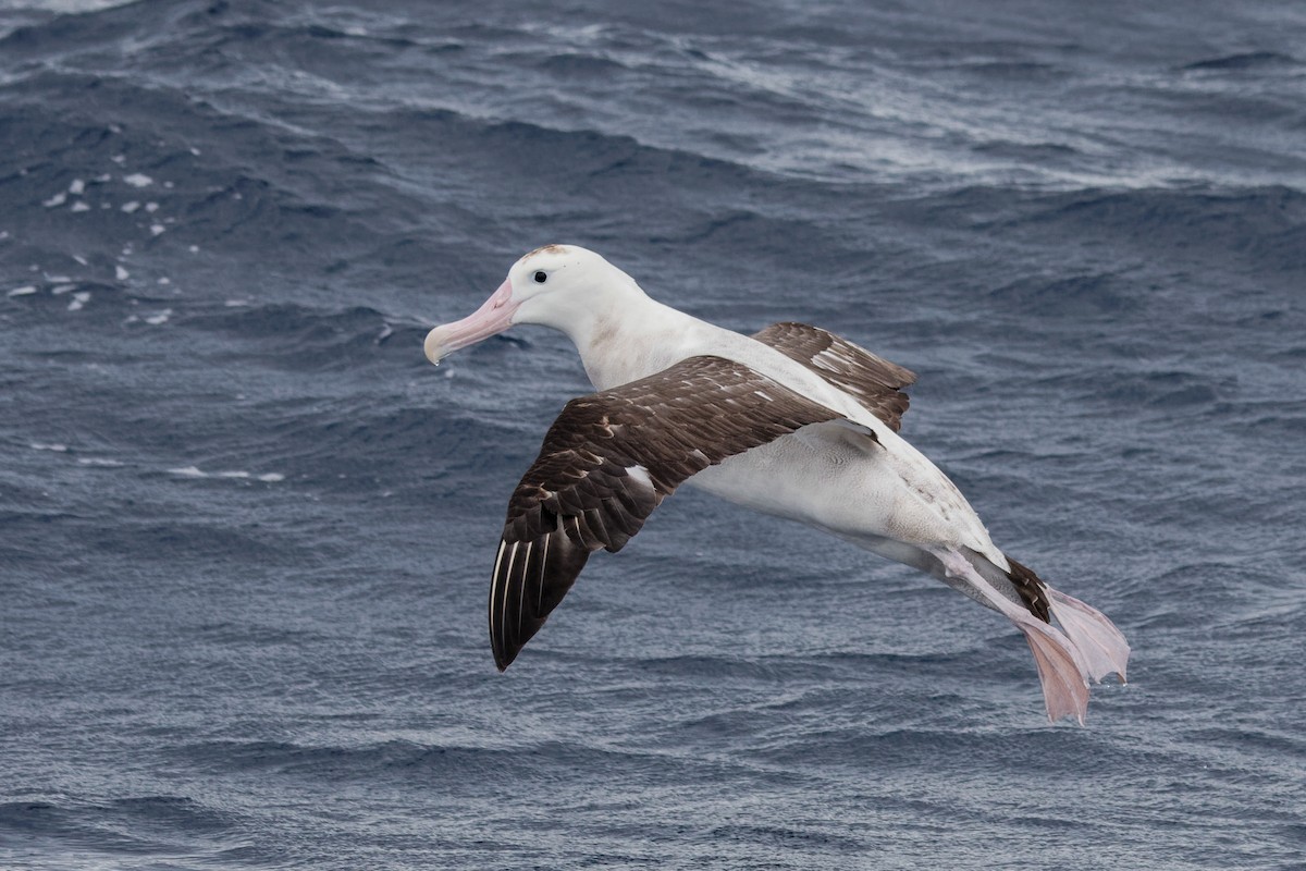 Albatros hurleur, A. de Tristan da Cunha ou A. des Antipodes - ML610990838