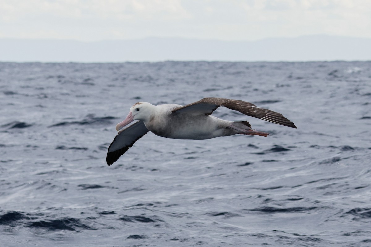 Albatros hurleur, A. de Tristan da Cunha ou A. des Antipodes - ML610990846