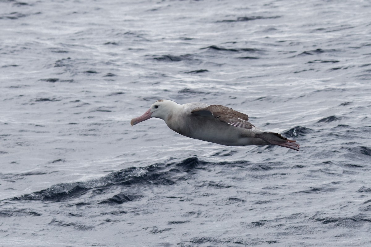 Albatros hurleur, A. de Tristan da Cunha ou A. des Antipodes - ML610990847