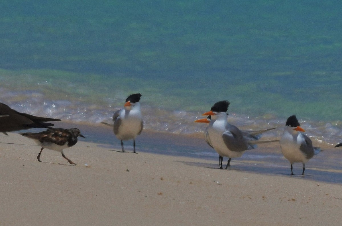 Lesser Crested Tern - Gary Charlton