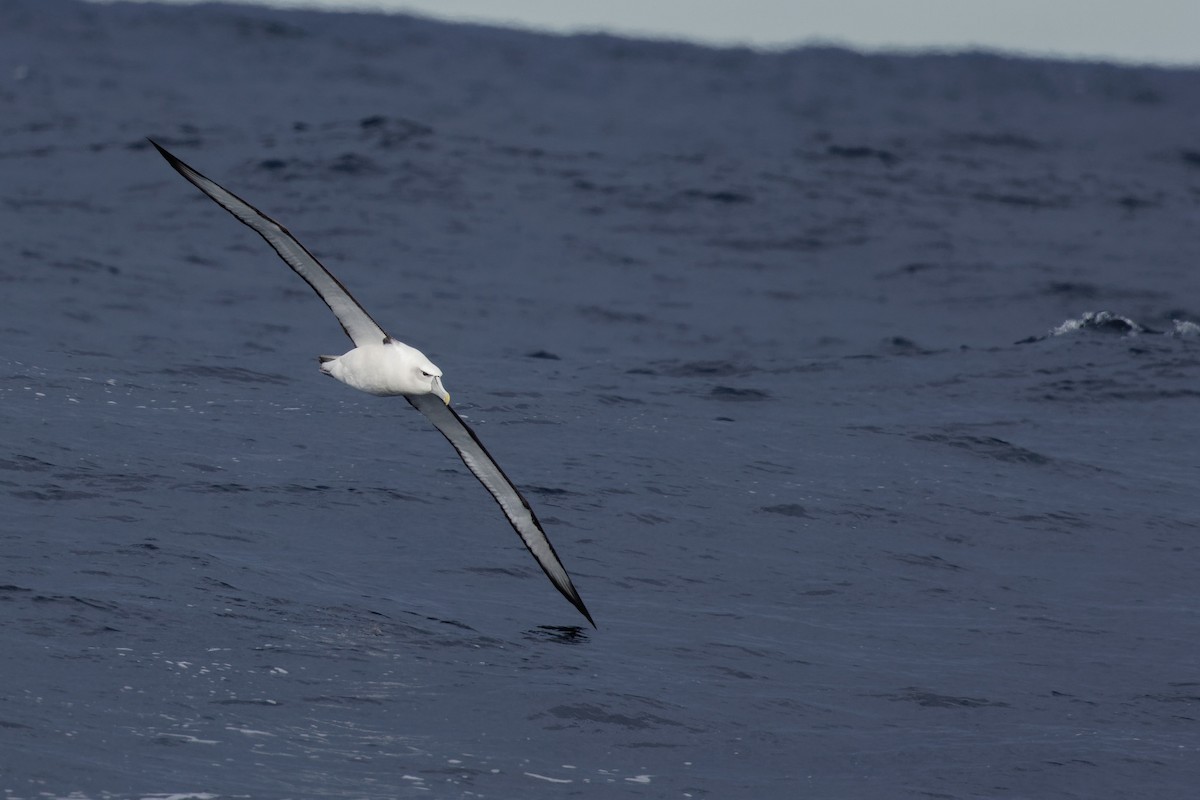 White-capped Albatross - ML610990869