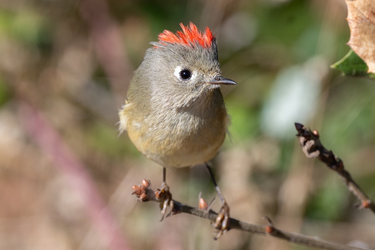 Ruby-crowned Kinglet - ML610990903