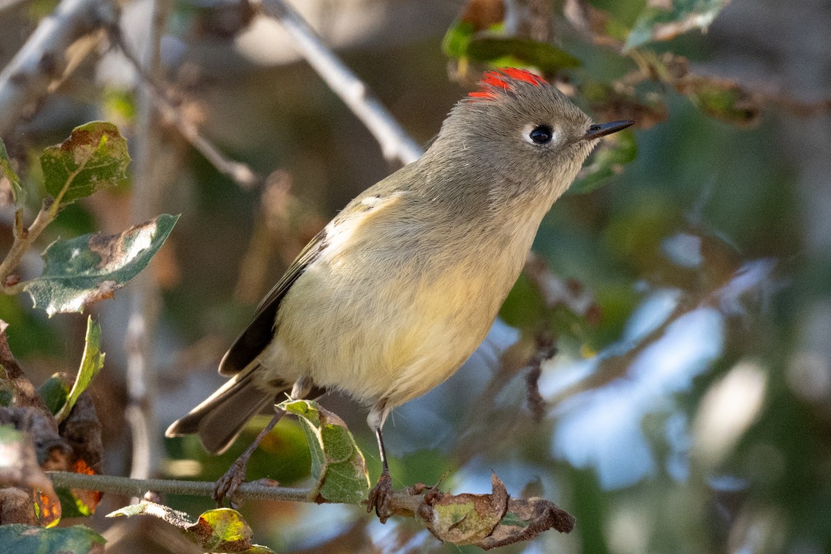 Ruby-crowned Kinglet - Tom Hambleton