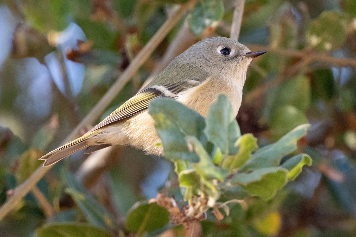 Ruby-crowned Kinglet - ML610990909