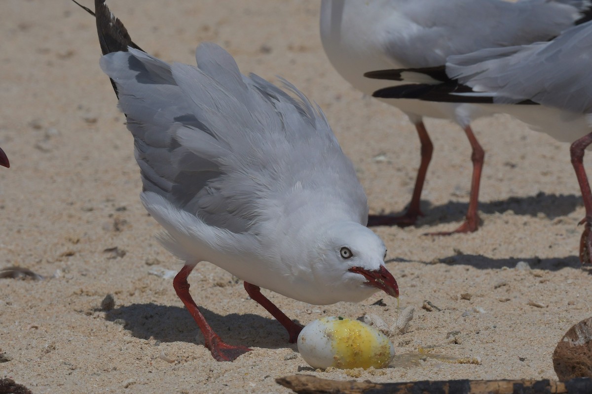 Gaviota Plateada - ML610990959