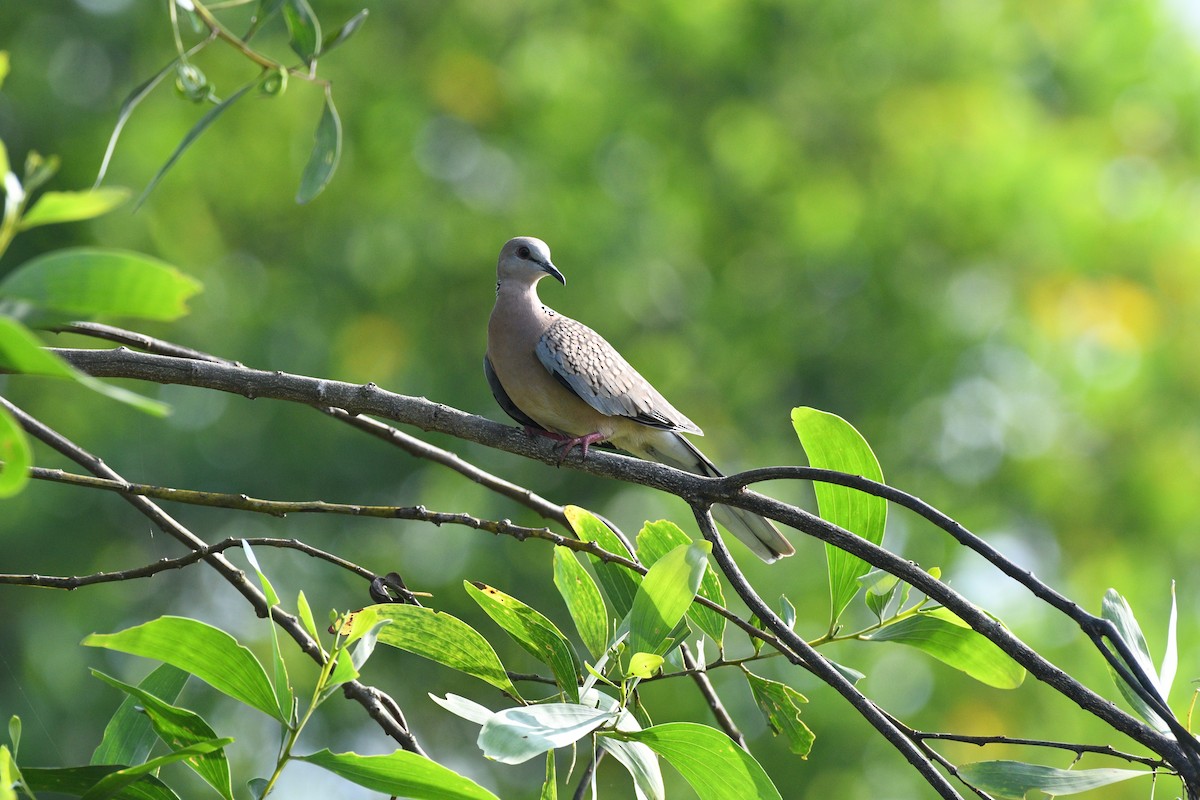 Spotted Dove - ML610991011
