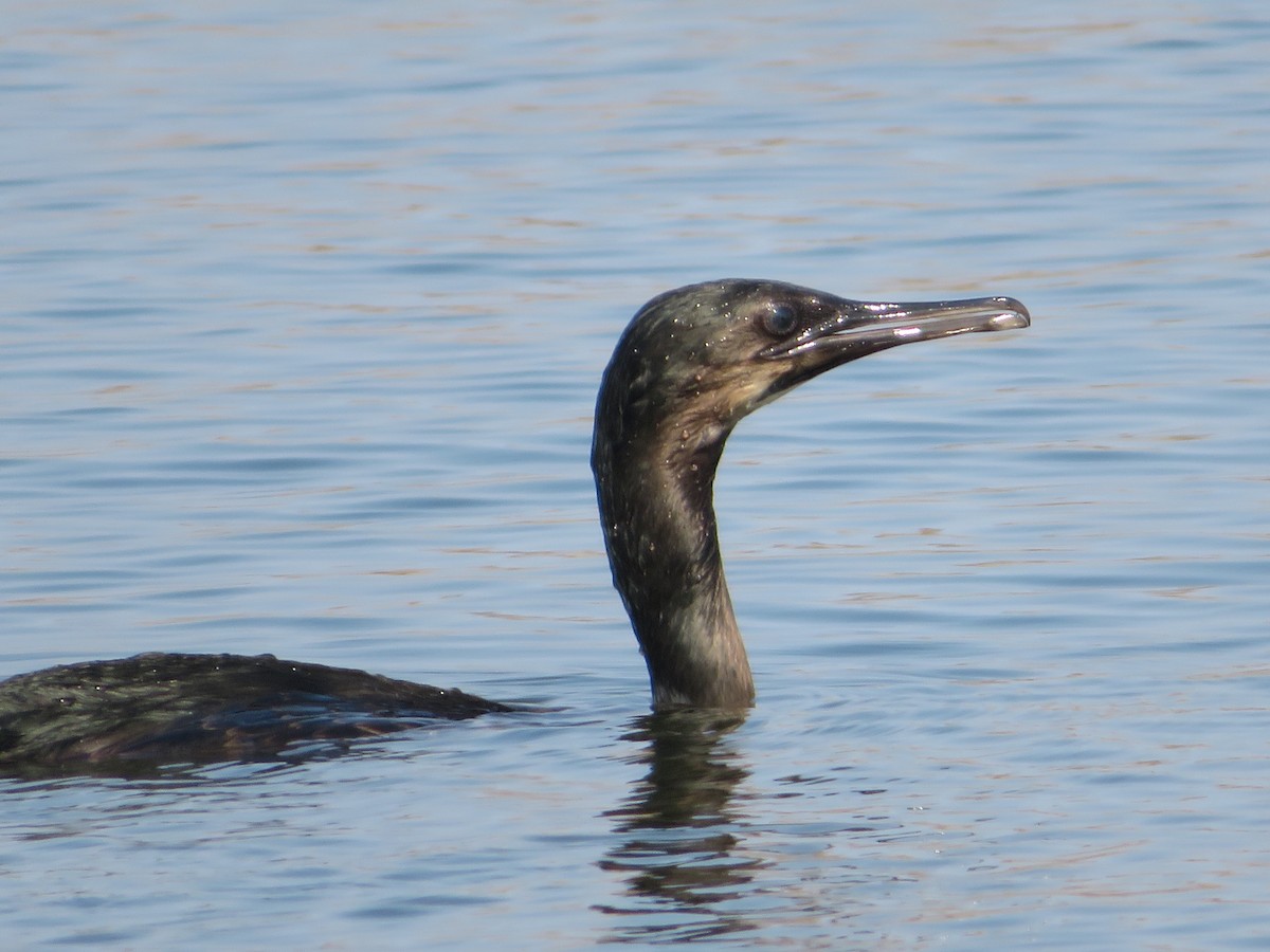 Brandt's Cormorant - Aidan Sinha