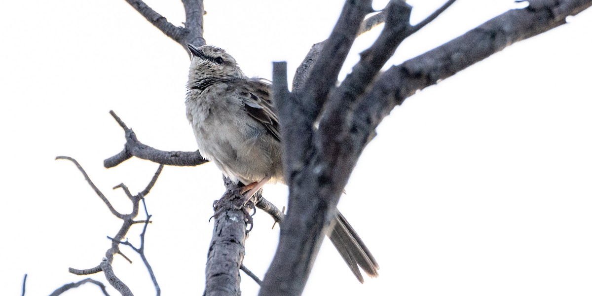 Striped Honeyeater - ML610991055