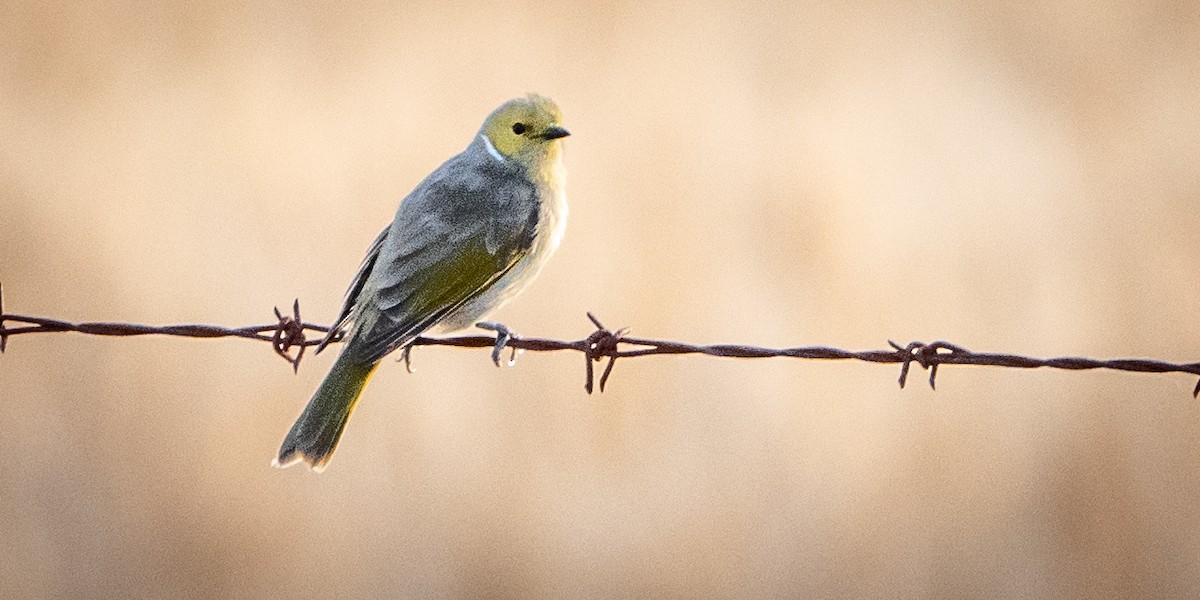 White-plumed Honeyeater - ML610991060