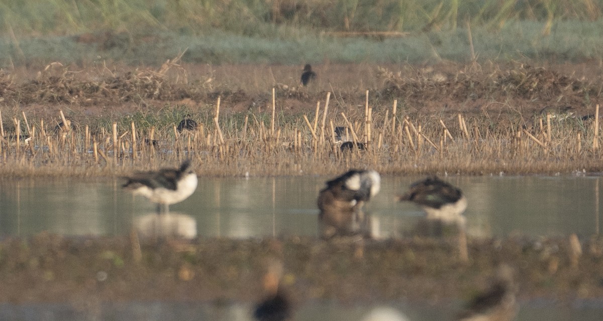 Knob-billed Duck - ML610991123