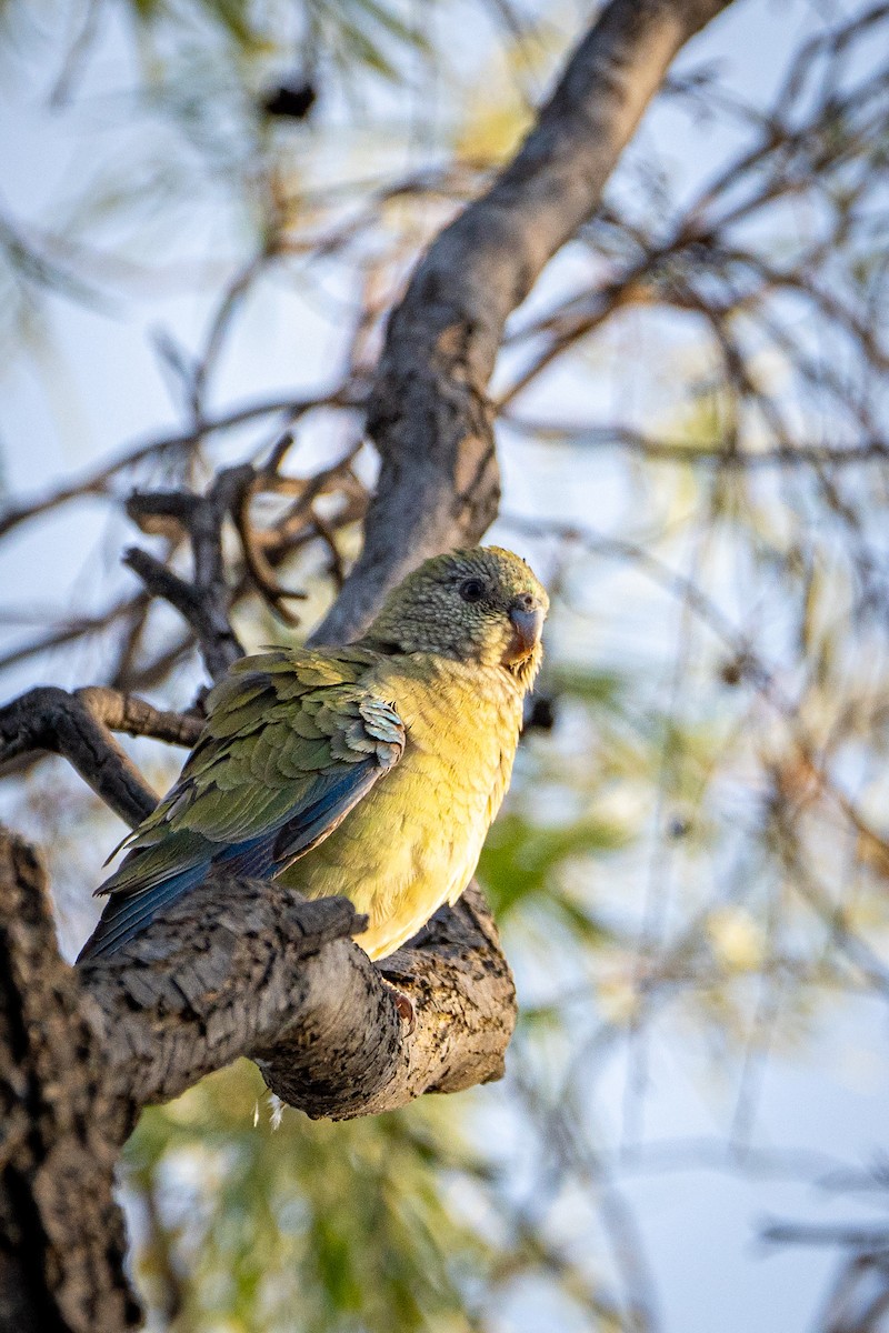 Red-rumped Parrot - ML610991138