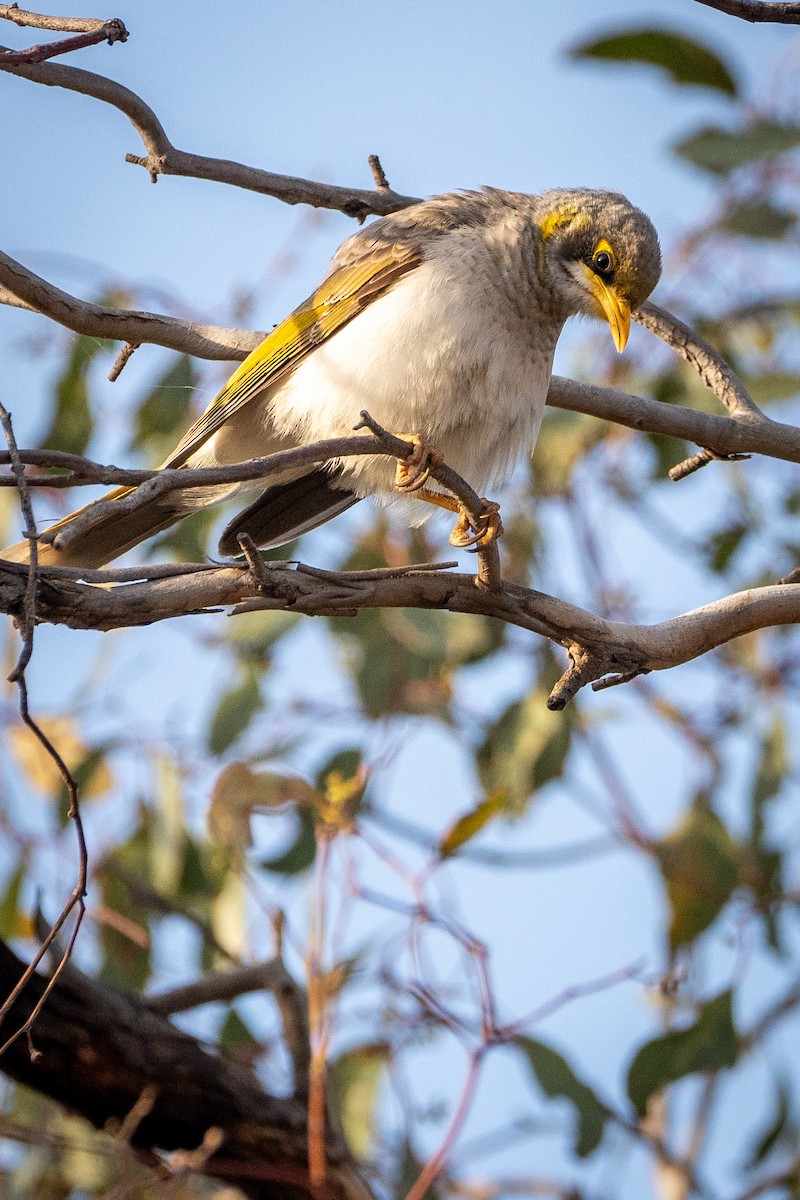 Yellow-throated Miner - Ben Milbourne