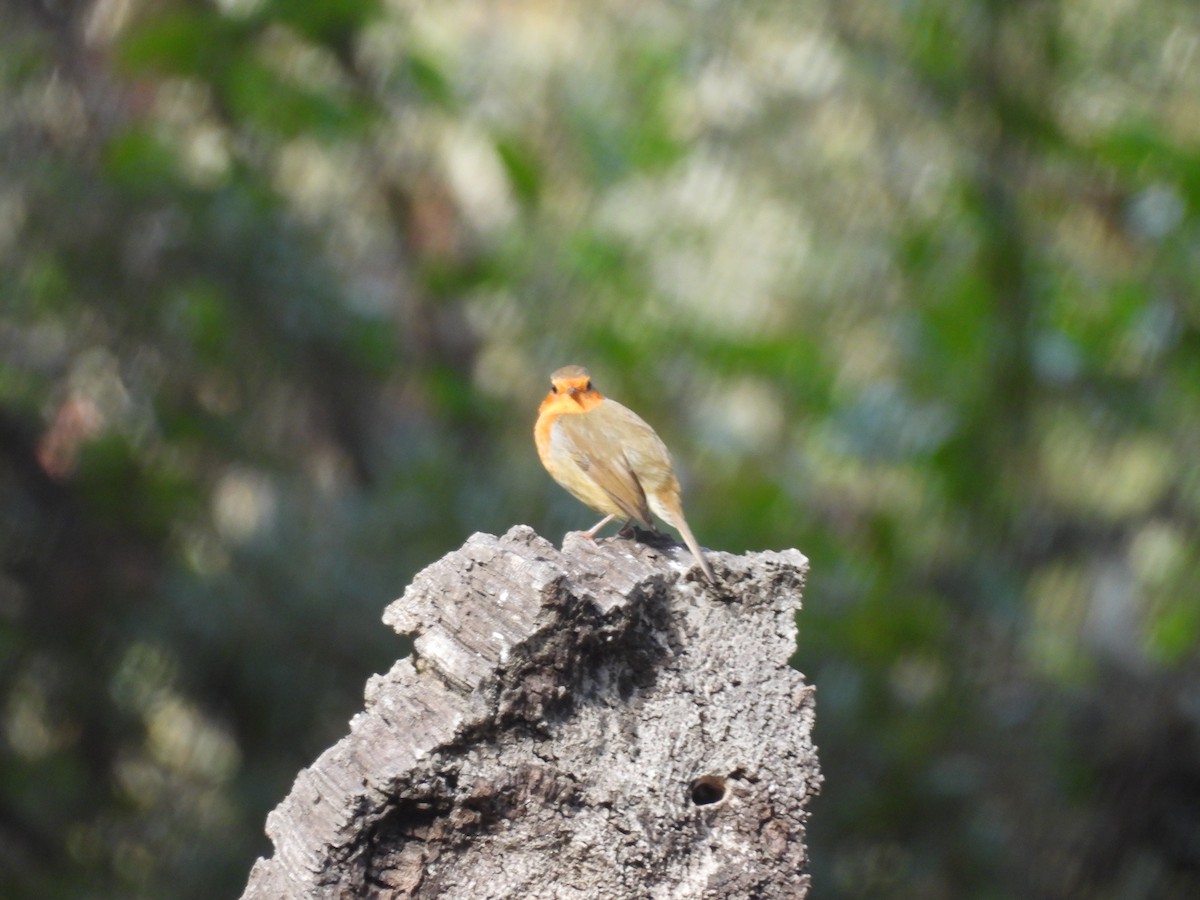 European Robin - ML610991219