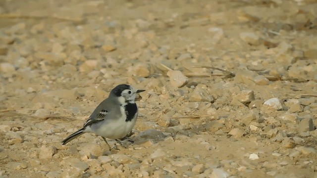 White Wagtail - ML610991280