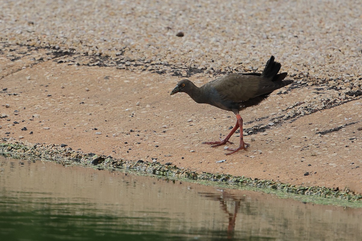 Black-tailed Nativehen - Marc Gardner