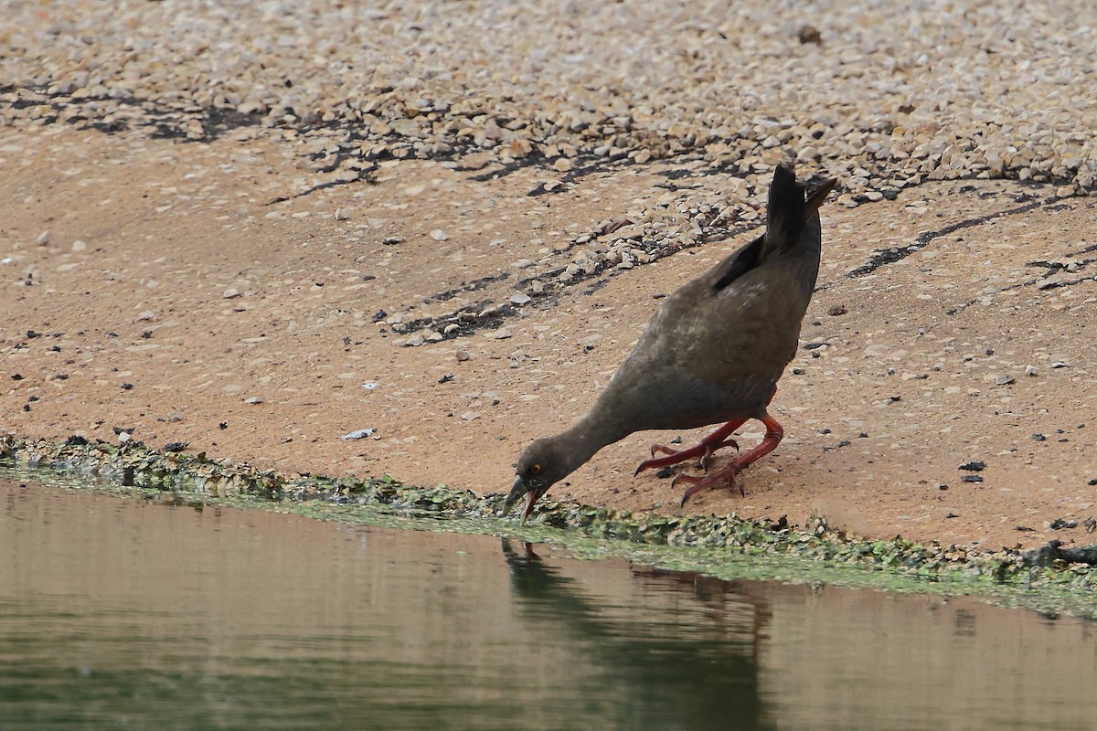 Black-tailed Nativehen - ML610991357