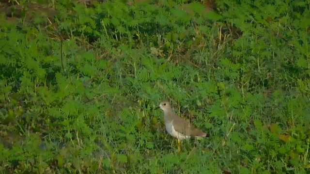 White-tailed Lapwing - ML610991380