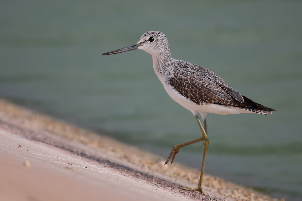 Common Greenshank - ML610991452