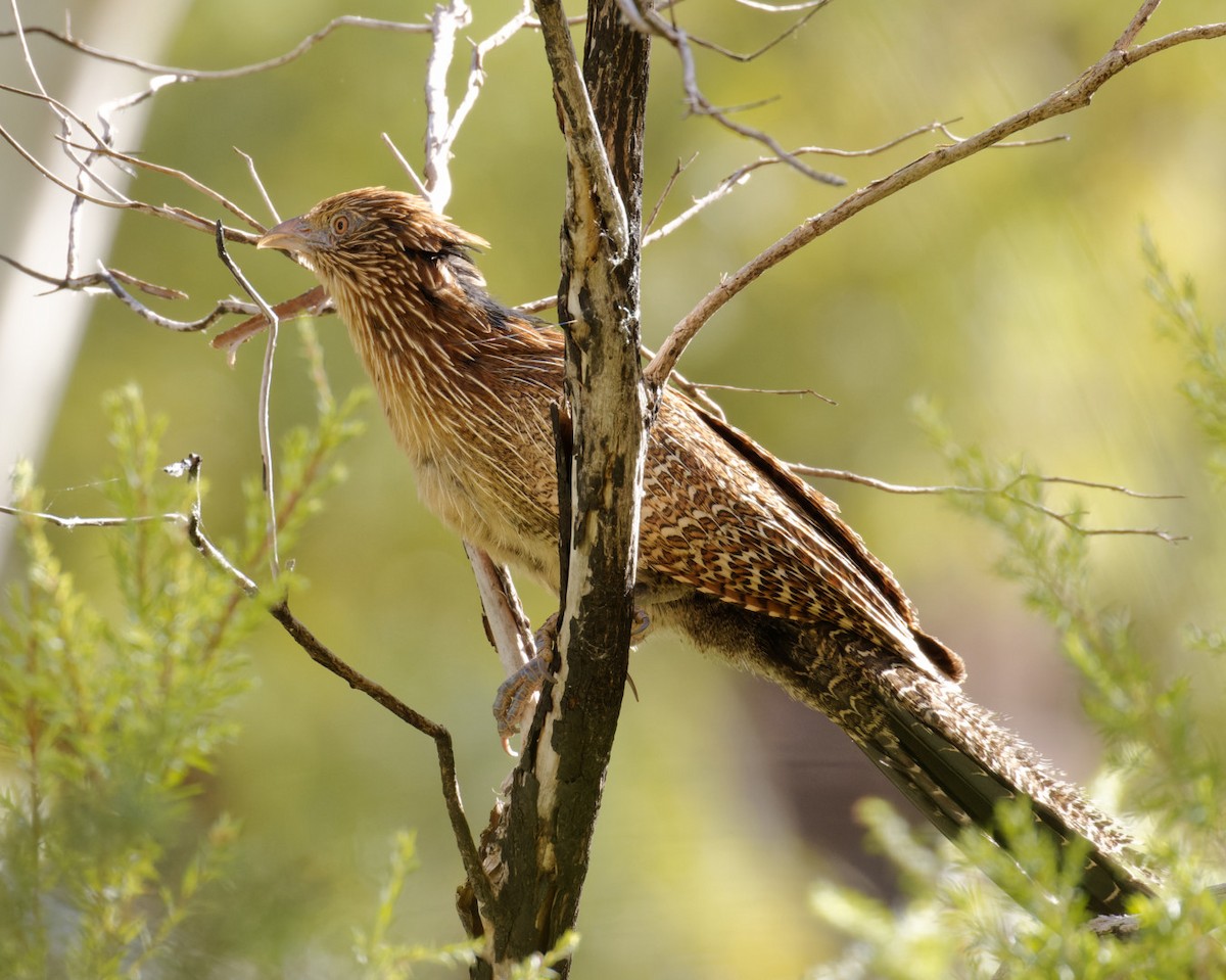 Pheasant Coucal - ML610991475