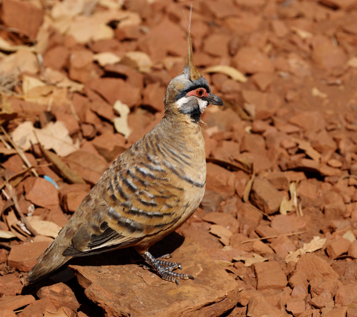 Spinifex Pigeon - ML610991486