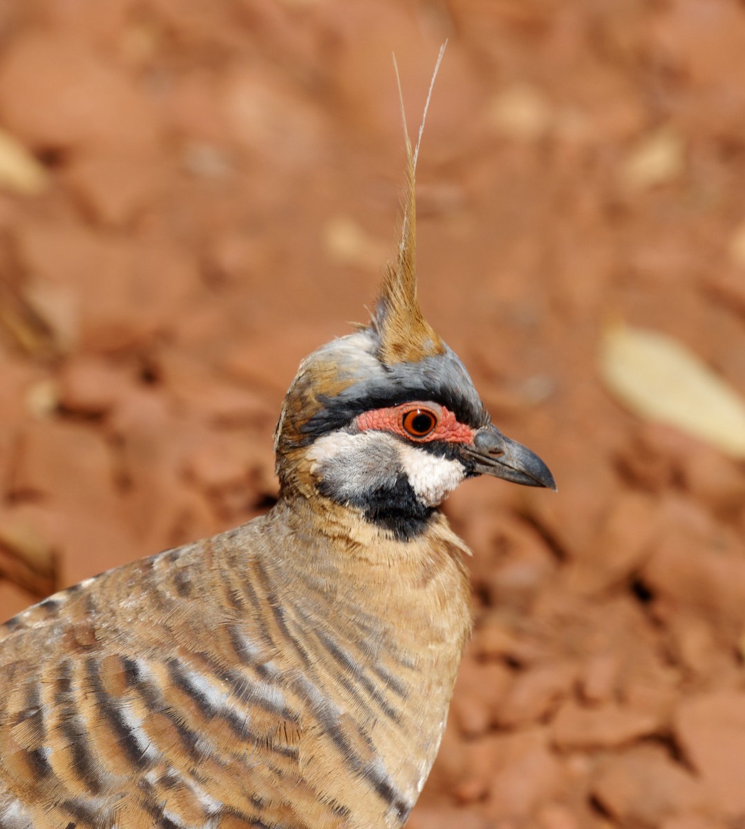 Spinifex Pigeon - ML610991487