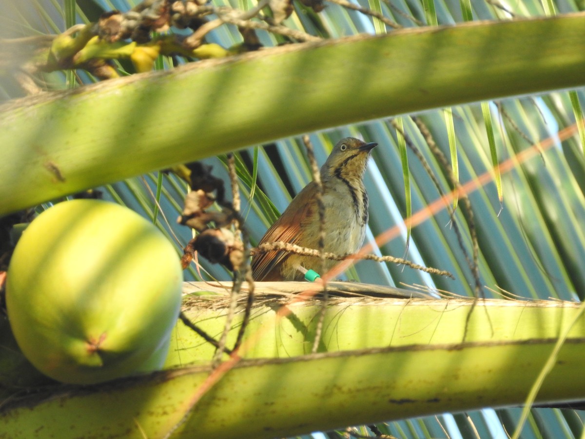 Collared Palm-Thrush - Ashwin Viswanathan