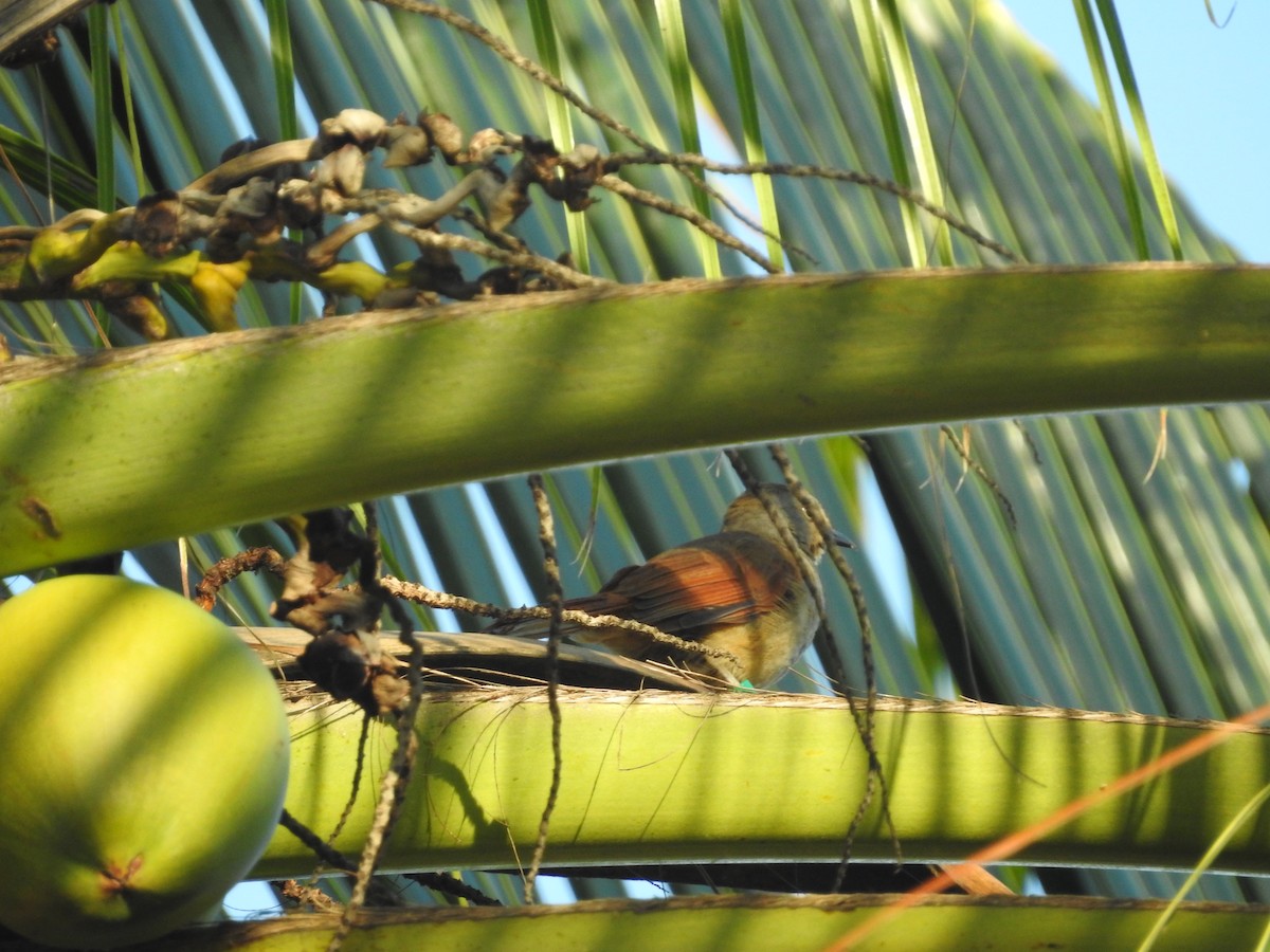 Collared Palm-Thrush - ML610991494