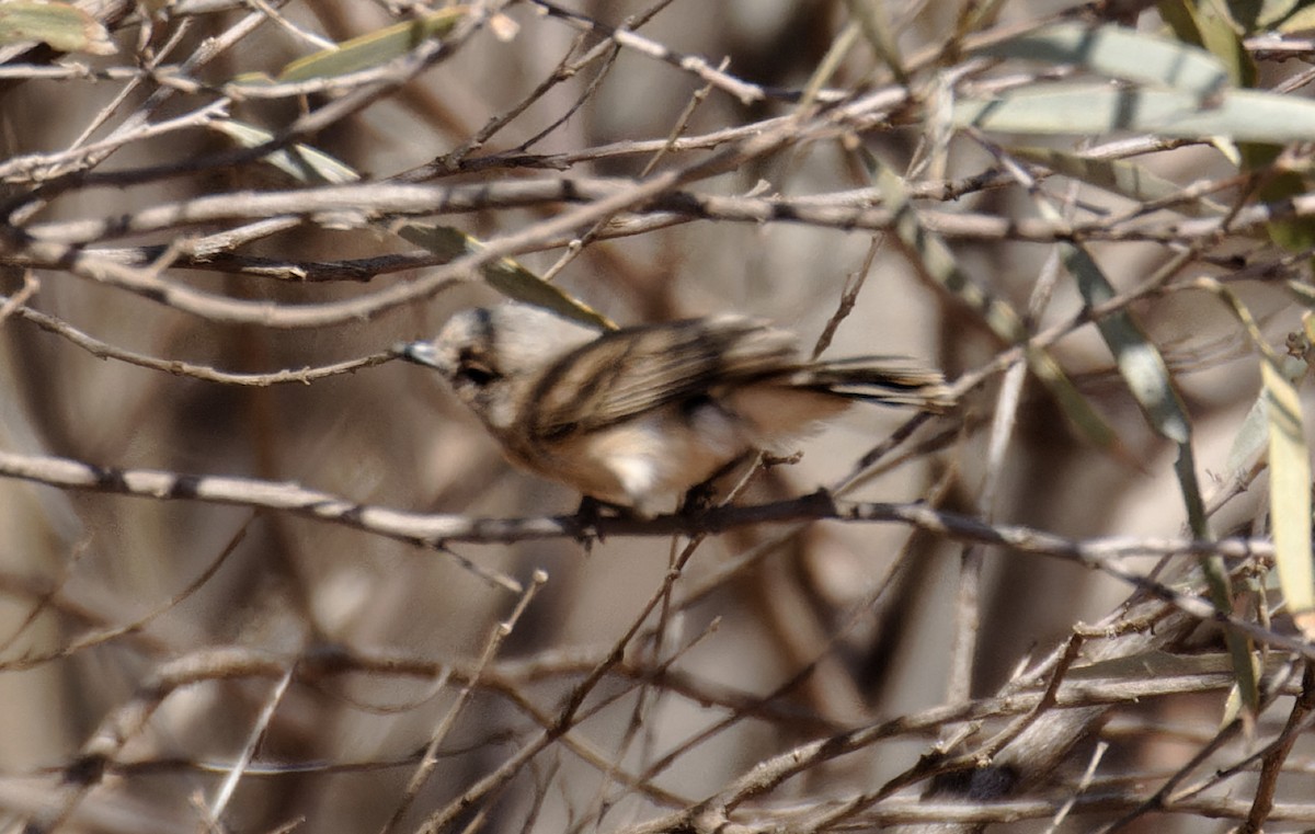 Slaty-backed Thornbill - ML610991501