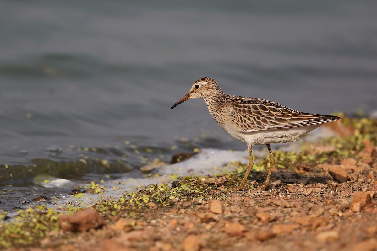 Graubrust-Strandläufer - ML610991504