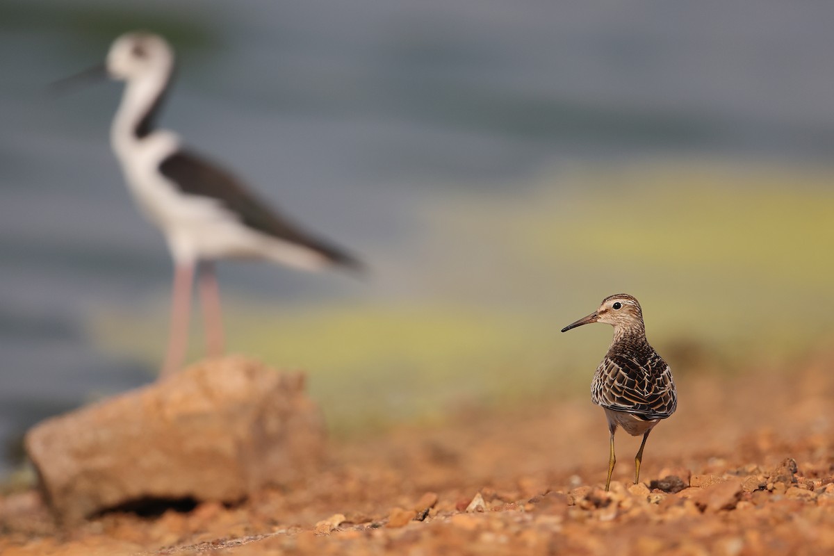 Pectoral Sandpiper - Marc Gardner