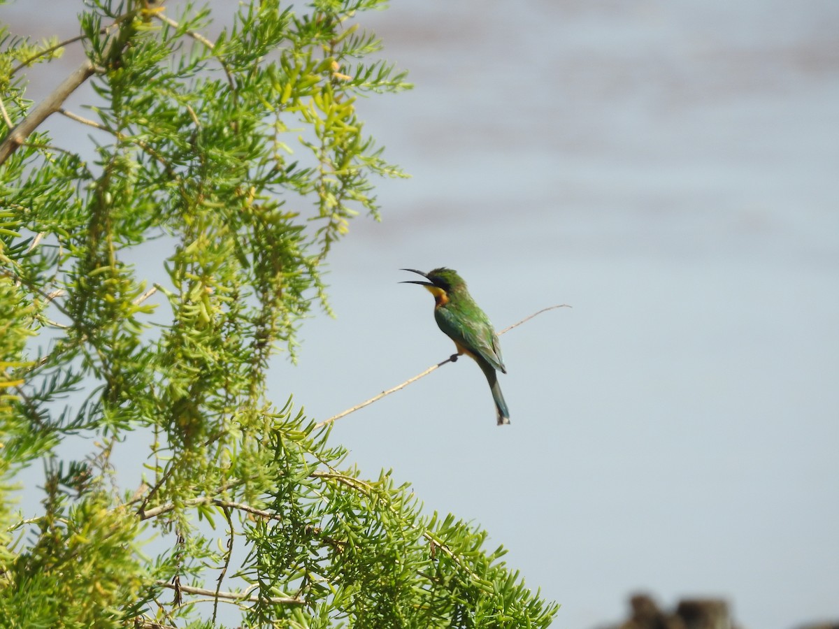 Little Bee-eater - Ashwin Viswanathan