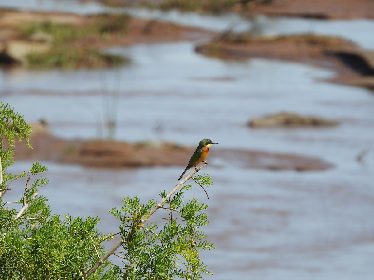 Little Bee-eater - Ashwin Viswanathan