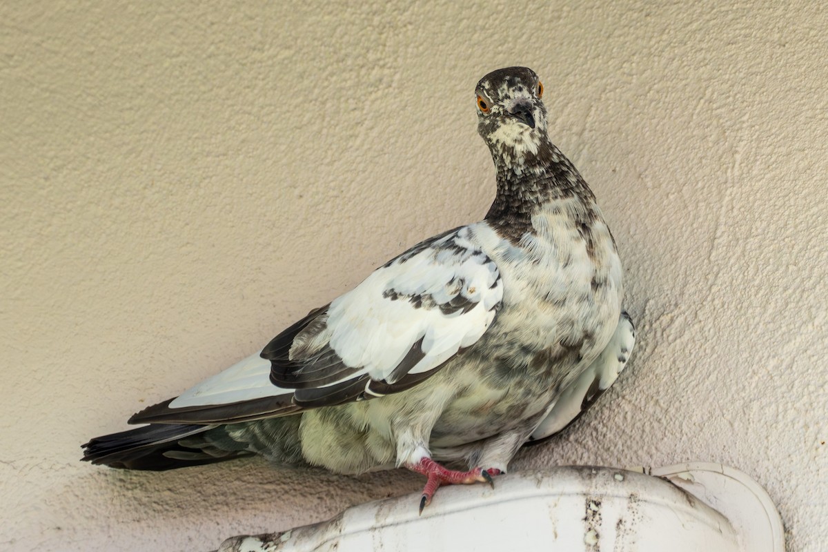 Rock Pigeon (Feral Pigeon) - ML610991646