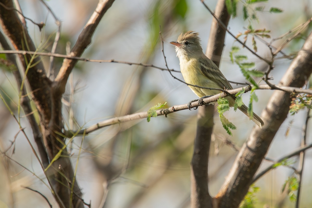 Yellow-bellied Elaenia - ML610991684