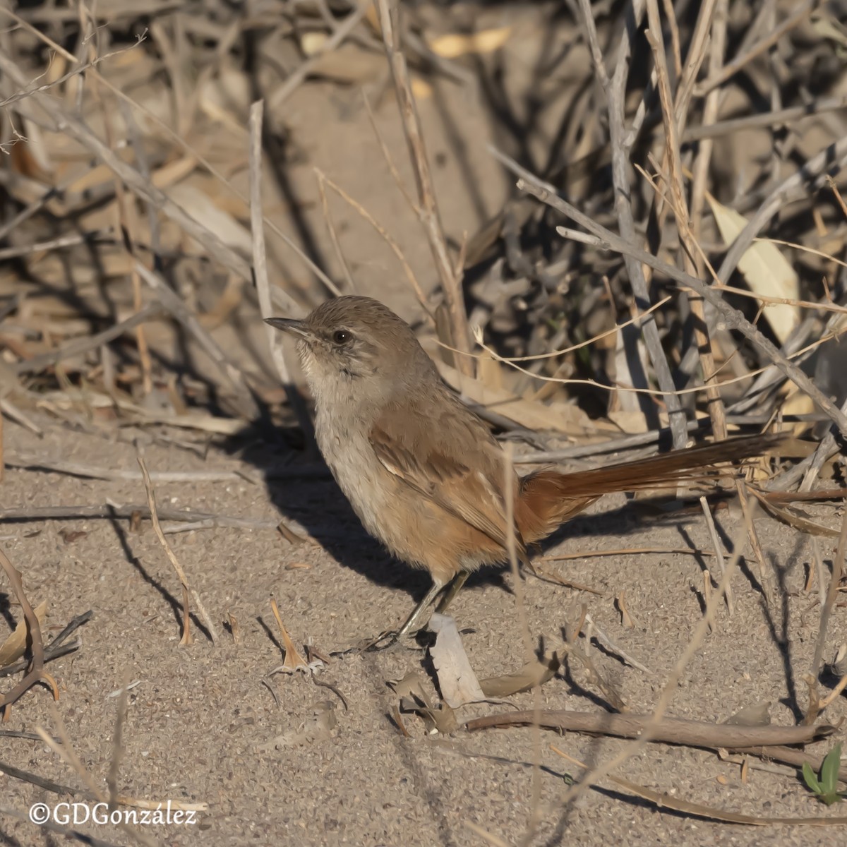 Patagonian Canastero - ML610991698