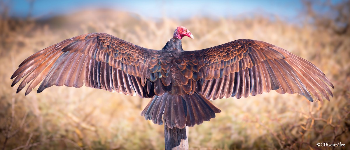 Turkey Vulture - ML610991728