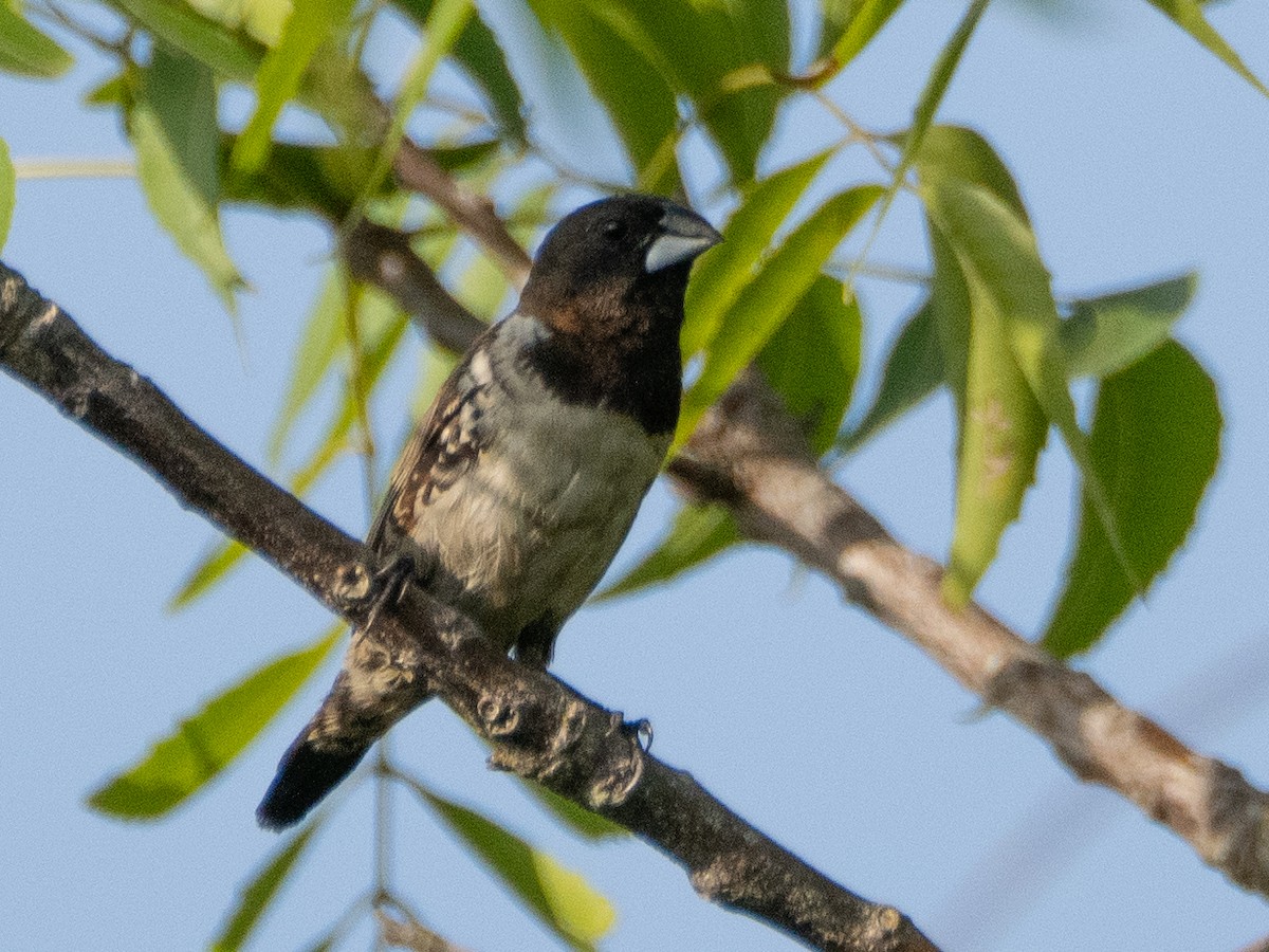 Tunç Renkli Munya - ML610991899