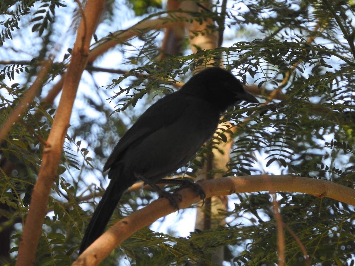 Slate-colored Boubou - Ashwin Viswanathan