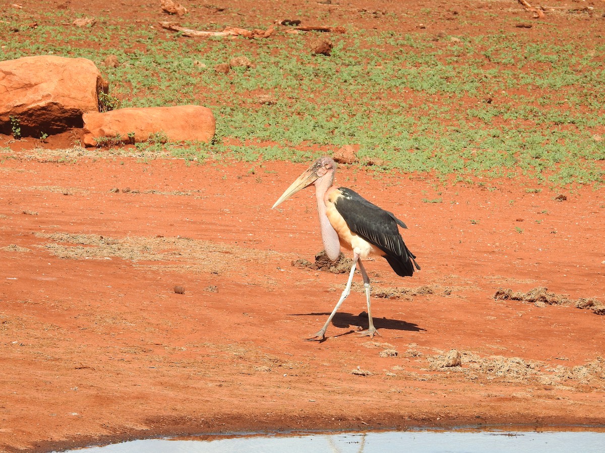 Marabou Stork - Ashwin Viswanathan