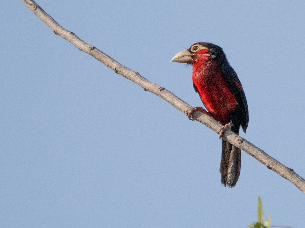 Dişli Barbet - ML610991923