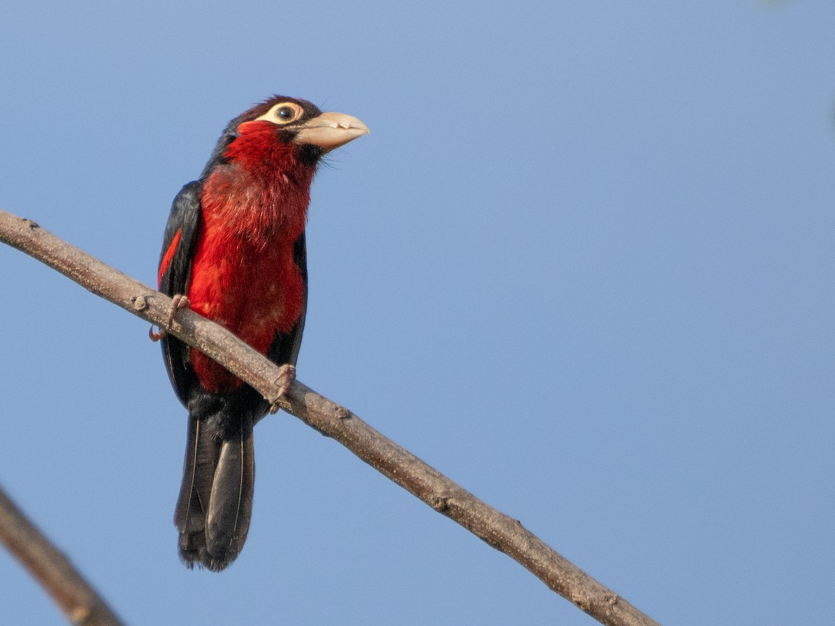 Double-toothed Barbet - Gavin Ailes