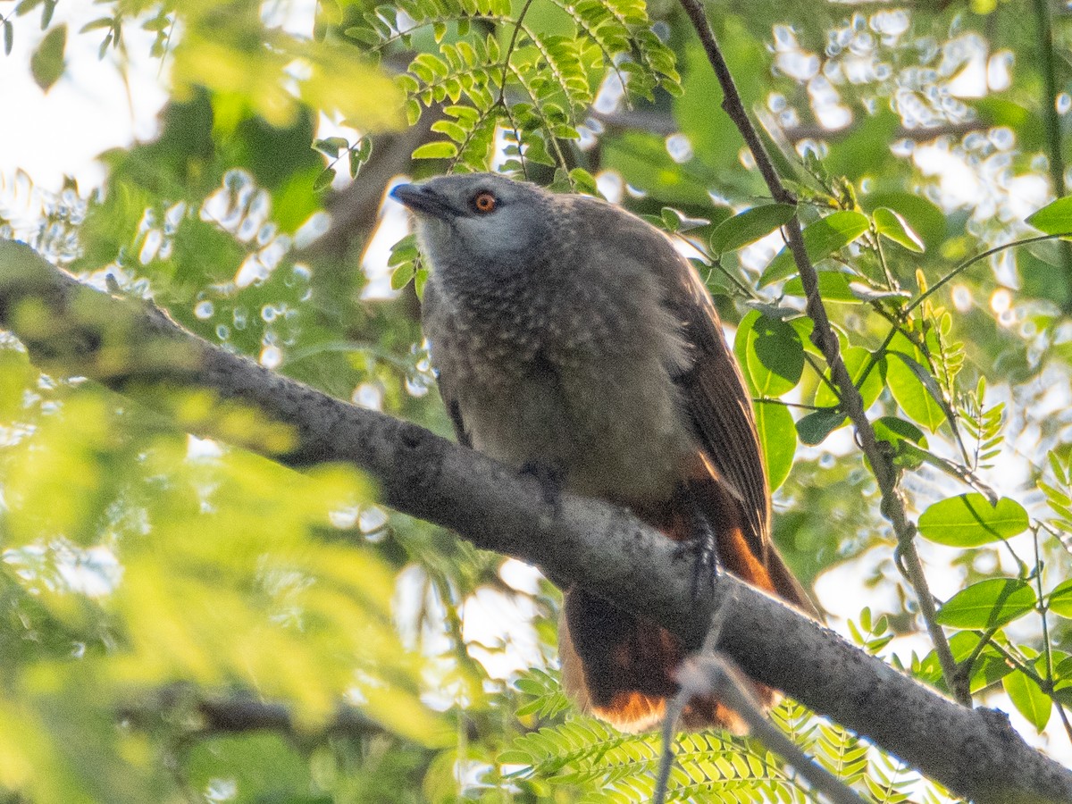 Brown Babbler - ML610991929