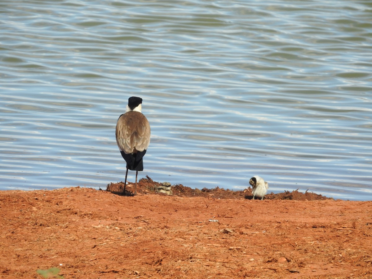 Spur-winged Lapwing - Ashwin Viswanathan