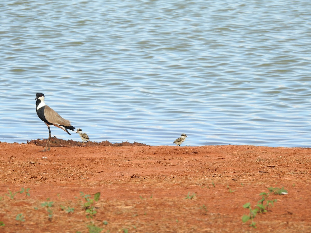 Spur-winged Lapwing - Ashwin Viswanathan