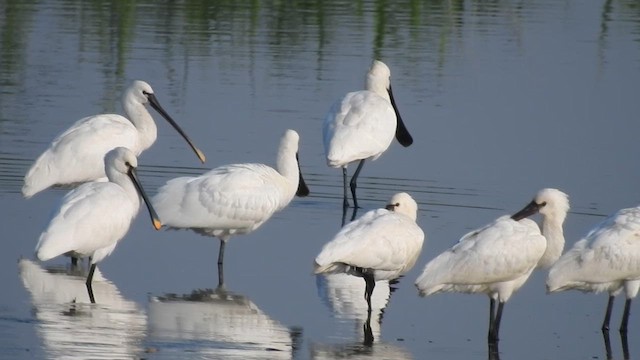 Eurasian Spoonbill - ML610992041